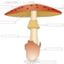 delen van een paddenstoel