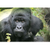 Gorillas.org