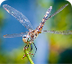 Dragonflies