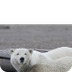 Wild Alaska: Ijsberen duiken n