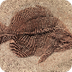 Where Can You Find Fossils? | 
