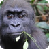 Adopt Western Lowland Gorilla