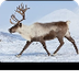 The Reindeer of Lapland - YouT