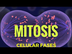 mitosis fases explicadas