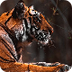 Tiger Videos, photos and facts