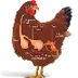 Poultry Digestive System |