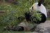 PANDA Atlanta Zoo