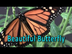 Beautiful Butterfly | Butterfl
