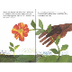 The Tiny Seed by Eric Carle - 