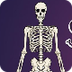 What is the Skeletal System? 