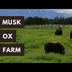A Visit to the Musk Ox Farm -