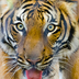 Woodland Park Zoo Tiger CAM