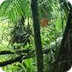 Bear Grylls: Jungle Survival T