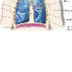 sistema respiratorio aniamción