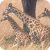 Giraffe - Animal Facts