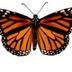 Monarch Butterfly Cycle