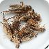 Insect Protein: Eating Cricket