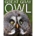 Great Gray Owl Nest - live owl
