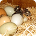 Rules for Hatching Chicks