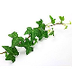herb   Ivy herb-Iedera planta 