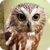4th Grade Owl Investigation We
