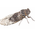 Cicada (Locust)