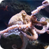 National Geo Octopus 