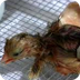 Baby Chick Hatching from Egg