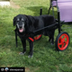 Best Friend Mobility Dog Wheel