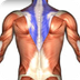 Trapezius Muscle