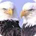 Bald Eagles PowerPoint