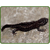 Crocodile Newt-