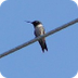 BioKIDS -Hummingbird