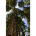 Sequoia sempervirens - sequoia