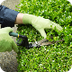 Pruning and Trimming Shrubs