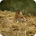 Do Animals Play Hide and Seek?