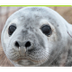 Seal Cam