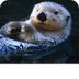 Sea otter 