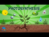 Photosynthesis | Educational V