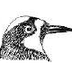 Bird Identification -Beaks