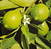 lime | tree and fruit, Citrus 