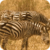 Zebra | African Wildlife Found