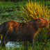Capybara at sunset