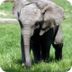 Adopting an African Elephant