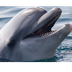 Los delfines en cautiverio 