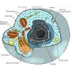 Estructura celula animal