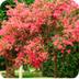 Arboles