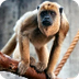 Howler Monkey (Alouatta) - Ani