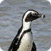Penguin Webcam | SeaWorld