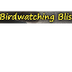 Ruby-throated Hummingbird - Bi